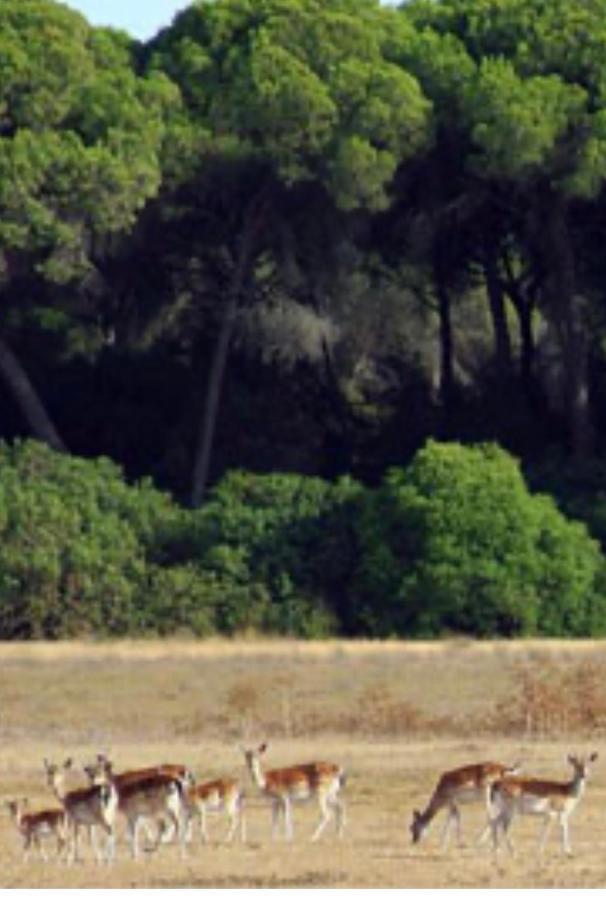 Pequeno Rocio Urbanizacion Privada Villa El Rocío Dış mekan fotoğraf